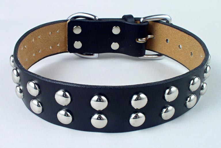 Studded leather dog collar.