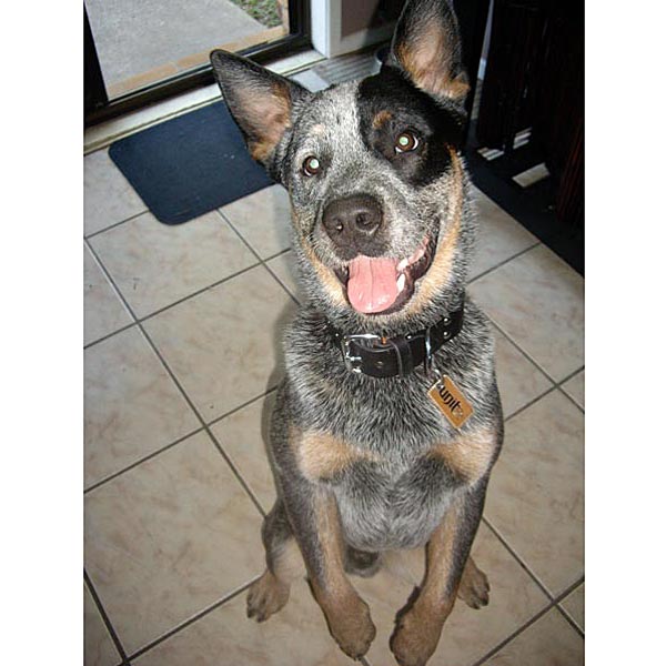 Ratchet, an Australian cattle dog, proudly displays his new collar.