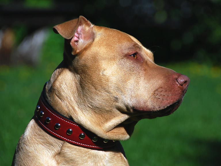 Red heavy duty studded dog collar.